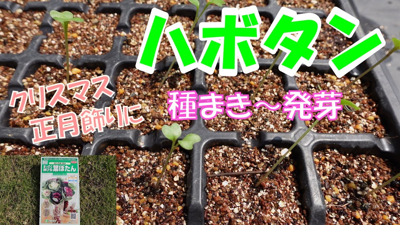 夏からハボタンを育てる 種まき お盆 お彼岸用に育てている切り花 Youtube 夏からハボタンを育てる 種まき お盆 お彼岸用に育てている切り花 Youtube