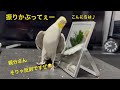 2026.4.19 こんにちは&ドヤ!!!! これ反則なのよw