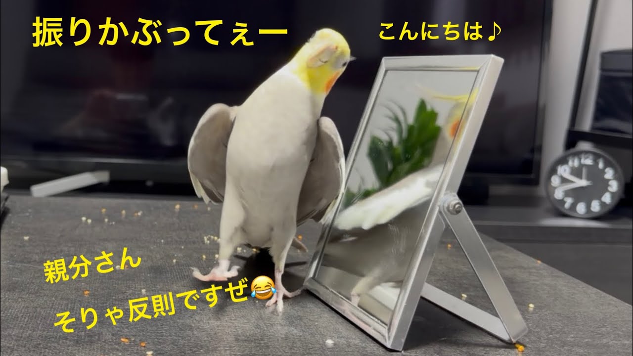 2026.4.19 こんにちは&ドヤ!!!! これ反則なのよw
