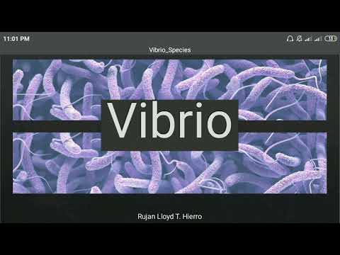 Video: Vibrio Spp: N Virulenssiin Liittyvät Geenit Ja Antibioottiresistenssimallit Eristetty Viljellyistä Merikalaista Malesiassa
