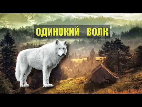 Волк Приёмыш Спас Своего Хозяина Отшельник Хозяин Леса Судьба В Тайге Истории Из Жизни Животные