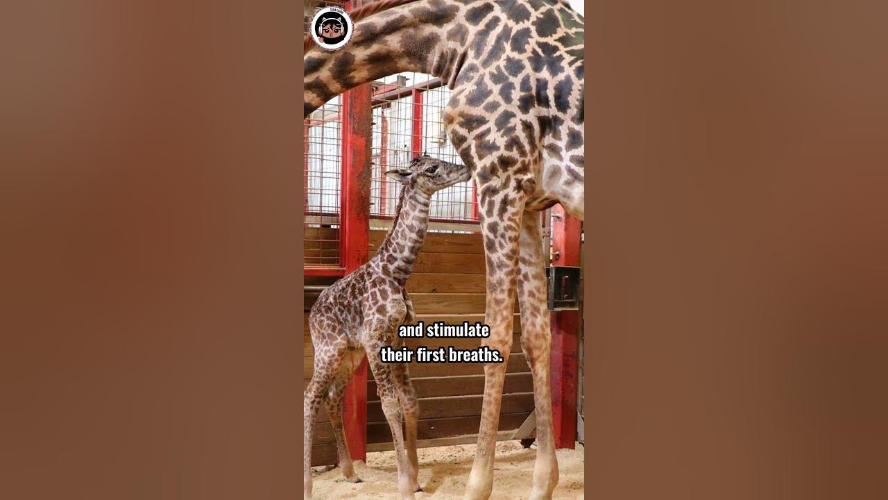 Giraffes Give Birth while Standing Up! But Why? #shorts #animals - YouTube
