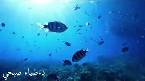 تلاوة عطرة بمقام اللامي.. د. ضياء صبحي