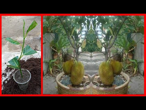 Jackfruit tree cuttings technique to 100% work...