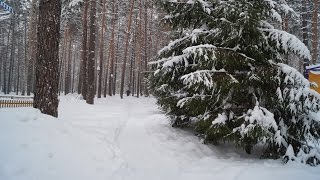 ✅Зимний лес. Метель. Новосибирск