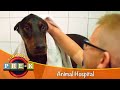 Animal hospital  virtual field trip  kidvision prek