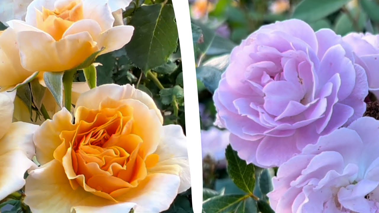 Rise Up Roses! A closer look at these HARDY Zone 4a9a, SCENTED