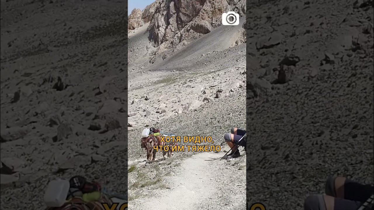 Ослики — герои троп и перевалов 