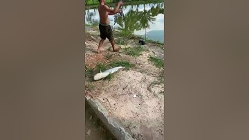 Vlogs 18 Những pha lên cá tra, chim tại hồ câu Vườn Dừa ấp Ngã Tư, xã Nhuận Đức, huyện Củ Chi, HCM