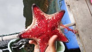 Langkawi Mangrove Tour Malaysia