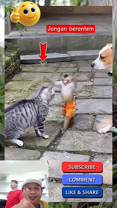 anak monyet memisahkan kucing dan anjing yang sedang berantem #shorts #cat #viral #funny