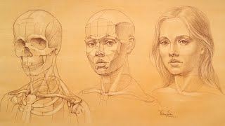 Head and Face Proportions