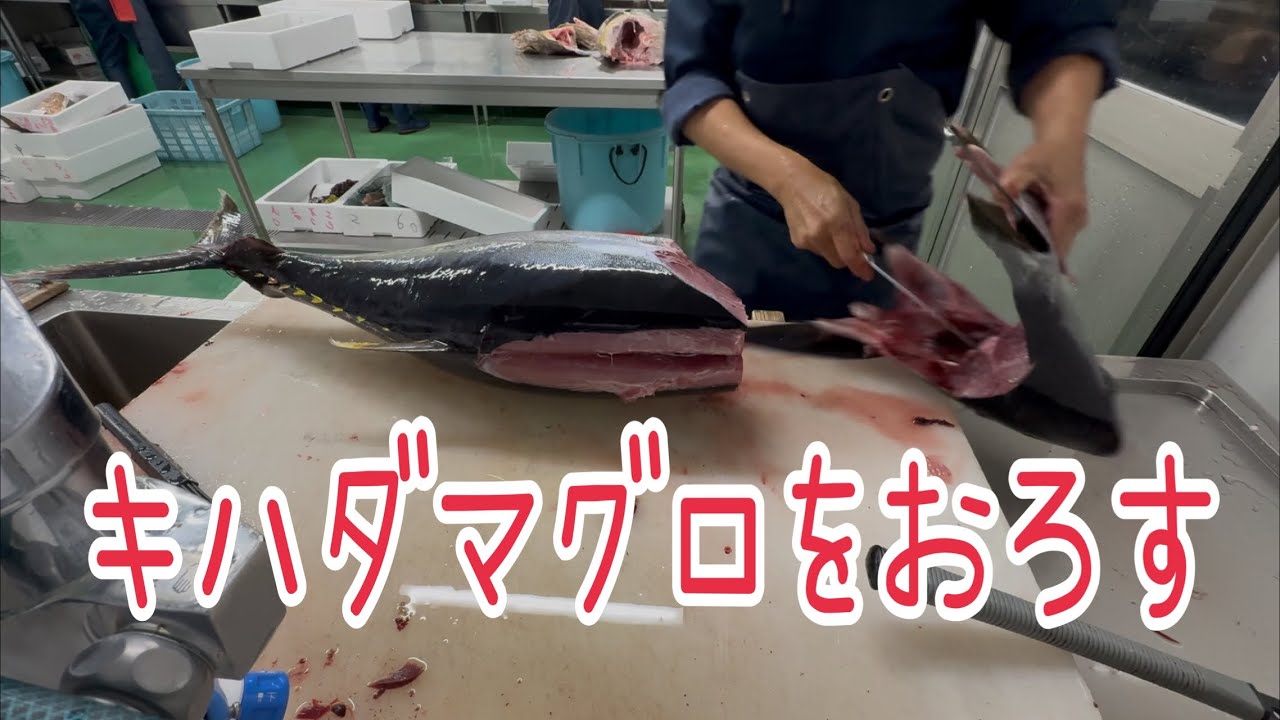 キハダマグロをおろす編 vol.723