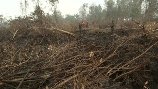 Indonesia: Millions in harm's way due to forest fires