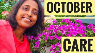 Bougainvillea October Care | Blooming & Growth Routine After Monsoon 