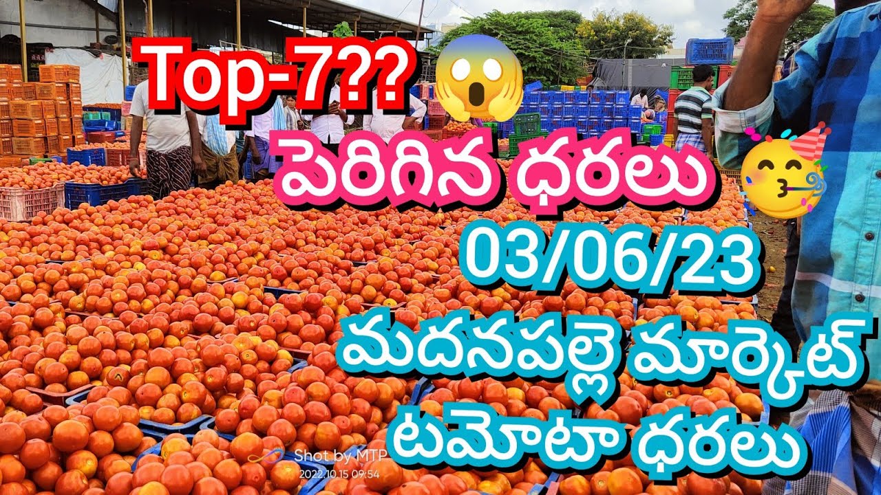 030623 Madanapalle Tomato Market price Today Today Tomato Market