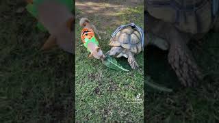 Celebrity Halloween Snack Bandit 🎃#pets #halloween #dogs Net Worth