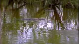 Butler Island Plantation 1000 Souls Lost
