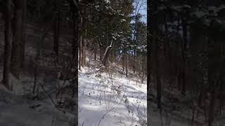 Охота на медведя в дупле зимой Охота на медведя в дупле зимой