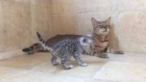 Video 659871: silver spotted bengal kitten