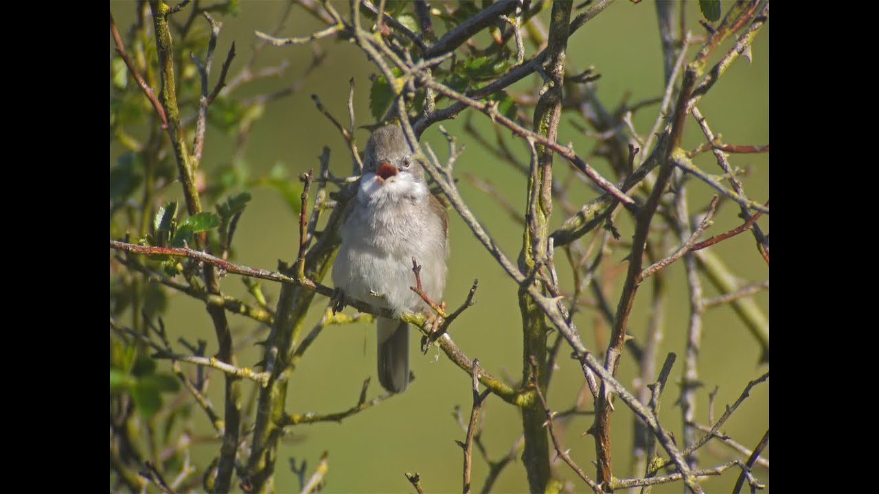 Common Whitethroat (Sylvia communis) 