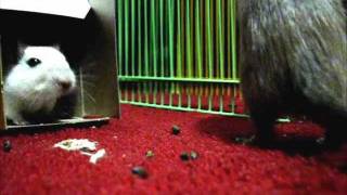 Clover Squeaking