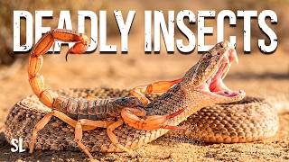 BRUTAL INSECTS | The Most Dangerous Creatures on Earth – Wildlife Documentary
