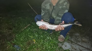 cấm câu đêm đụng toàn cá lóc khủng cá tre khủng /đã quá