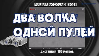 ОХОТА НА ВОЛКА: ОДНОЙ ПУЛЕЙ 2 ВОЛКА