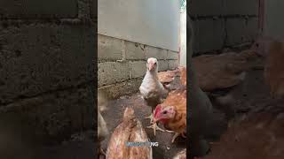 Probiotik herbal unggas #fypシ #ayam #peternaksejahtera #ayamkampung