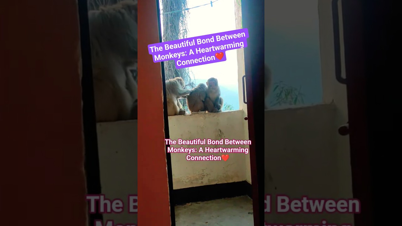 The Beautiful Bond Between Monkeys: A Heartwarming Connection❤
