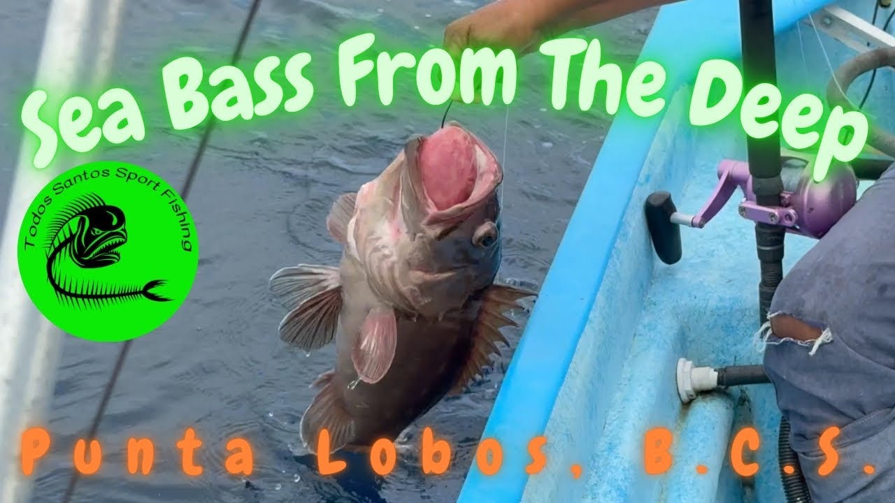 Deep Water Sea Bass Off Playa Los Cerritos, B.C.S.