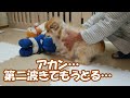アカン!第2波きてもうとるやん&コタさんパラボラアンテナになる?(近況報告⑪)