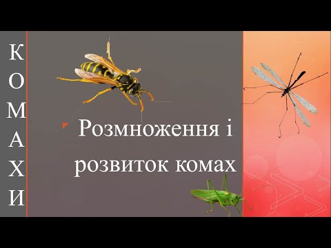 Комахи. Розмноження і розвиток комах.