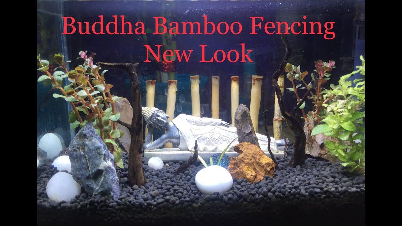 New Look for Buddha Bamboo Bed Aquascape Tamil Aquarium How to