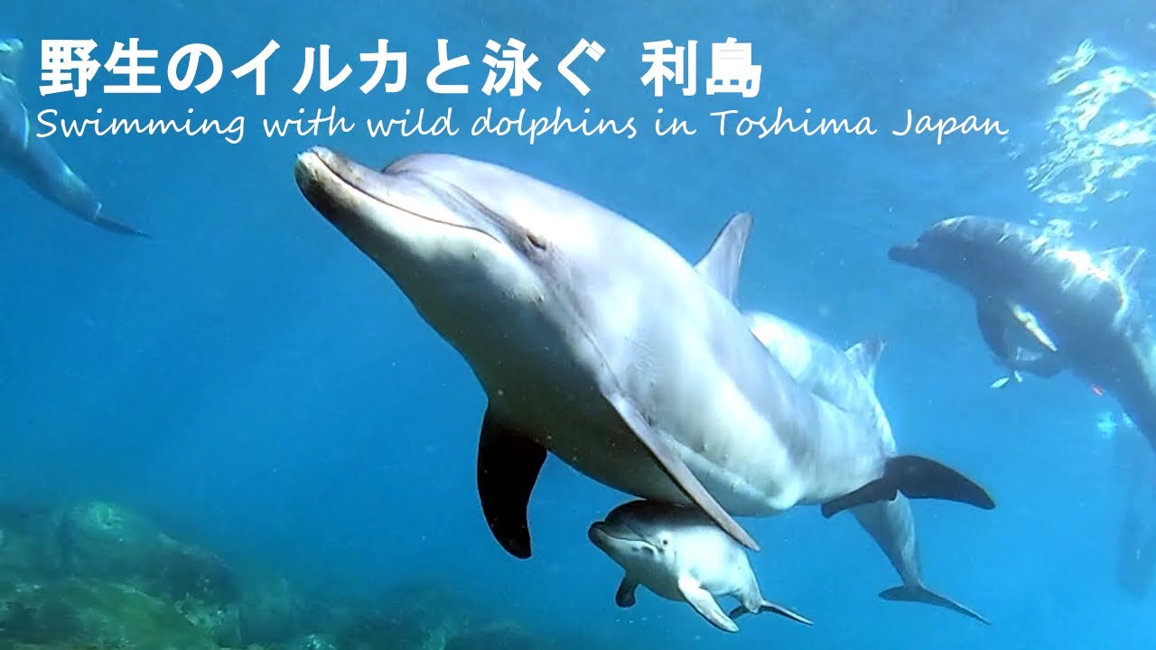 ドルフィンスイム 利島 - 55