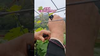 여수  신풍 샤인머스켓 123농장 #조옥실  #대한독립방송 #조옥성박사tv