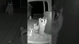 Raccoon Heist Night Vision Footage of Five Raccoons Team Up to Crack a Locked Trash Can