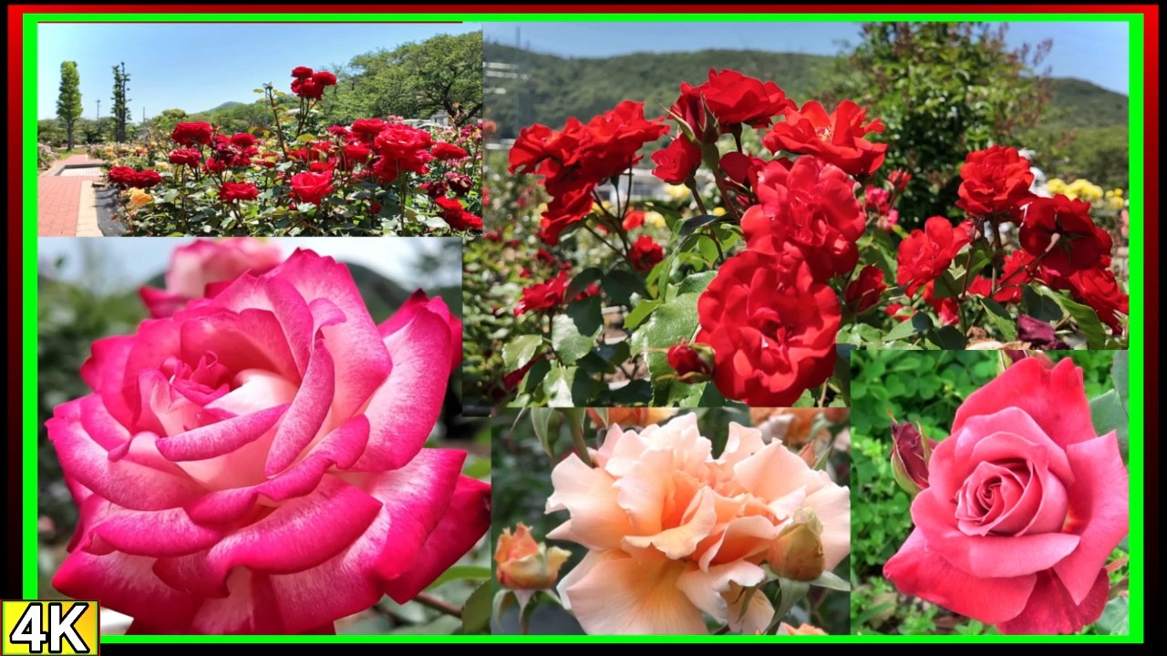○4k 2026年 バラの花たち♪【亀水バラ園・亀水中央公園】香川県 - YouTube