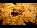 P. diversus workers and a meal worm having fun (2/2)
