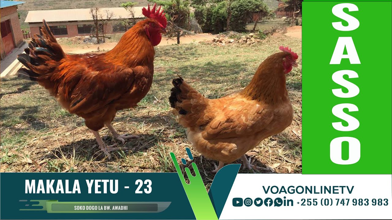 MAKALA YETU: EP 23 | UFUGAJI WA KUKU AINA YA SASSO