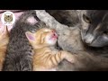 道の駅に捨てられた母子猫保護幸せになるまで3年間のまとめ【プレミア公開】