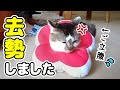 去勢をしました～さよならたまたま～