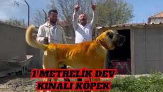 AKSARAY MALAKLI DERNEK BAŞKANI HİKMET DURSUN 1 METRELİK DEV KINALI KÖPEĞİ ANLATTI! #shorts #dog