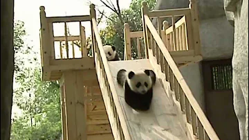 Cute pandas playing on the slide