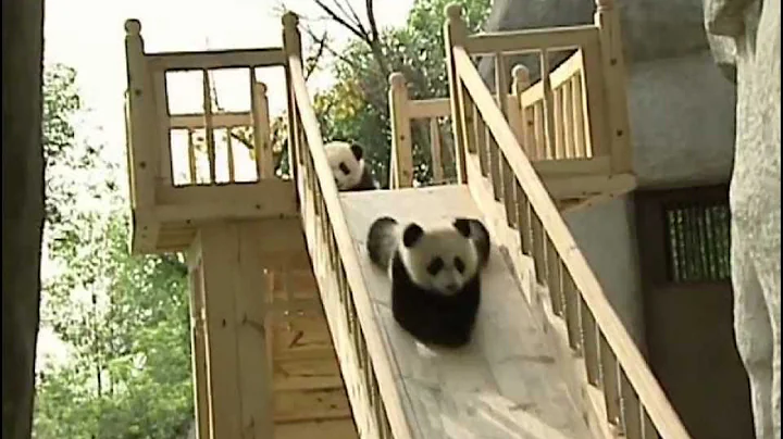 Cute pandas playing on the slide - DayDayNews