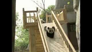 Panda lucu bermain di slide