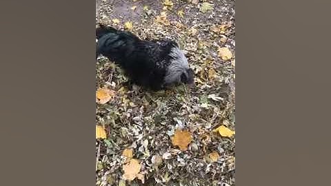 {RARE} Fibro EE — Cock/Rooster