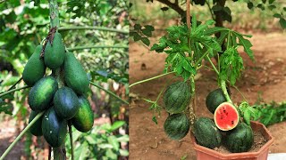 great ideas for propagation papaya trees, New Way To Graft Papaya Tree