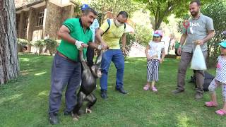 Şempanze Can’ın Ziyaretçi Mutluluğu
